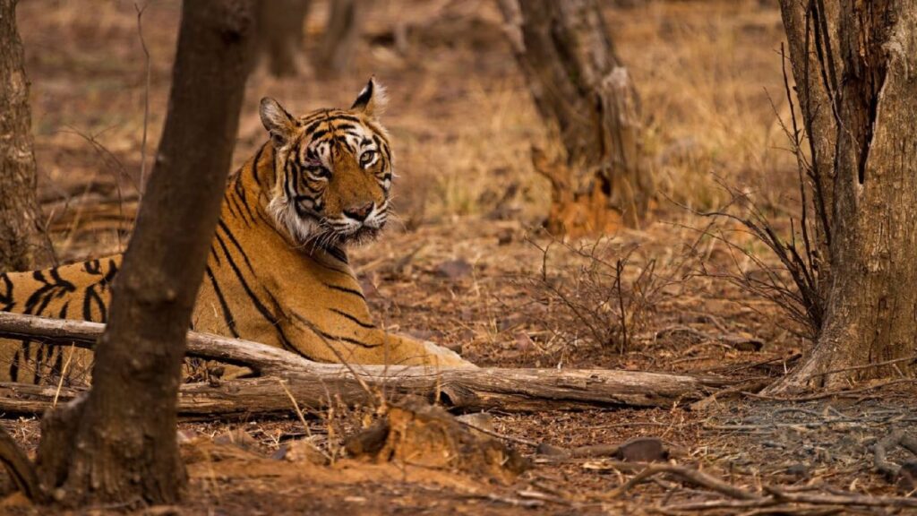 Why a Ranthambore Tour Should Be on Every Wildlife Lover’s Bucket List