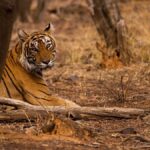 Why a Ranthambore Tour Should Be on Every Wildlife Lover’s Bucket List