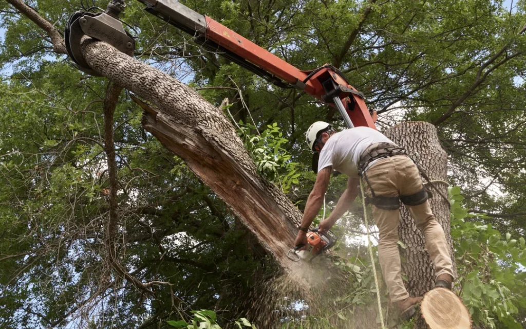 When Tree Removal Becomes Your Best Investment