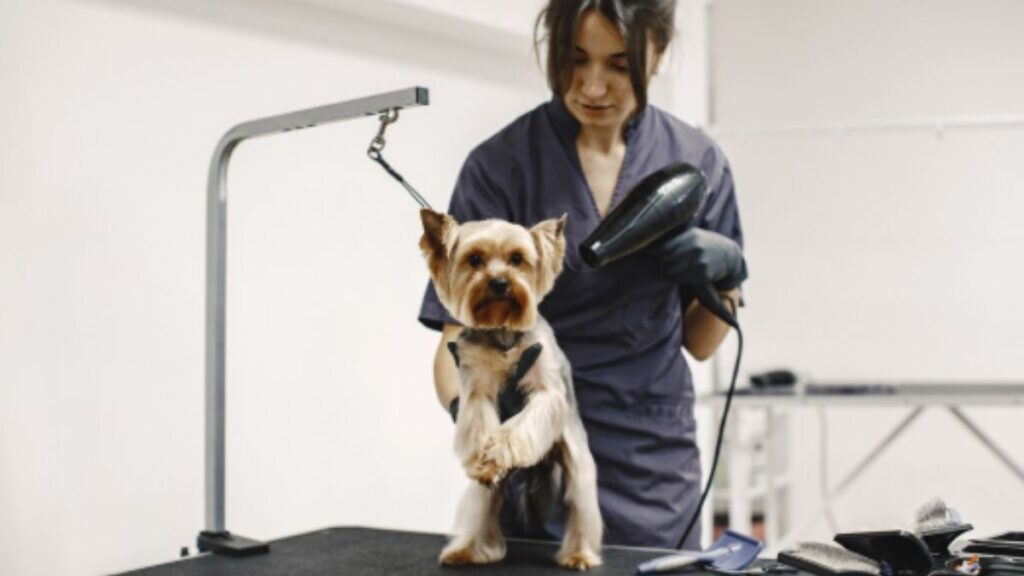 4 Ways Groomers Can Improve Customer Satisfaction