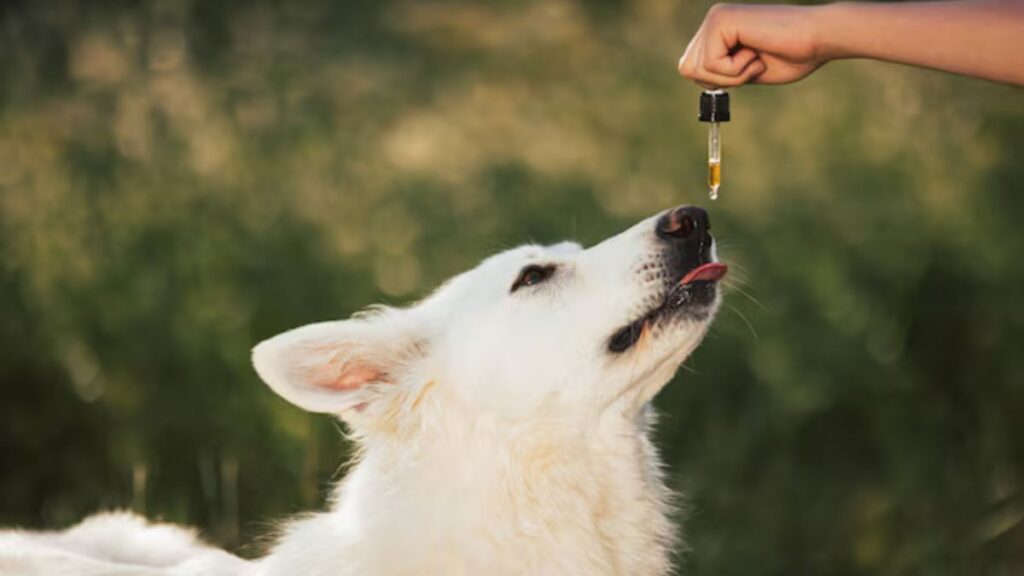 Key Ways Hemp Dog Treats Support Skin, Coat, And Immune Health