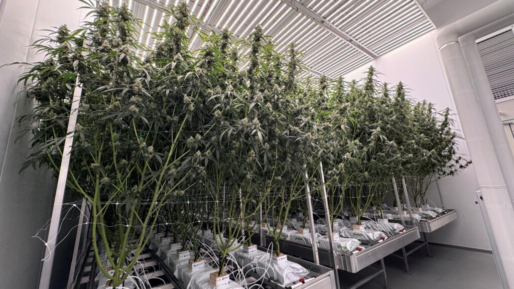 Medical Cannabis in the UK: What the Process Actually Looks Like