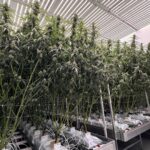 Medical Cannabis in the UK: What the Process Actually Looks Like