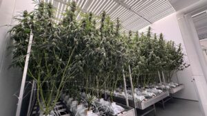 Medical Cannabis in the UK: What the Process Actually Looks Like